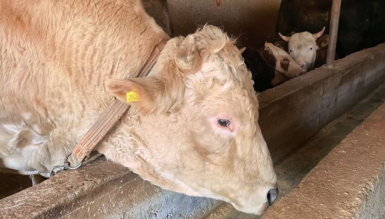 Adı Paşa, fiyatı yarım milyon! Kurbanlık boğa bu yılın gözdesi 3